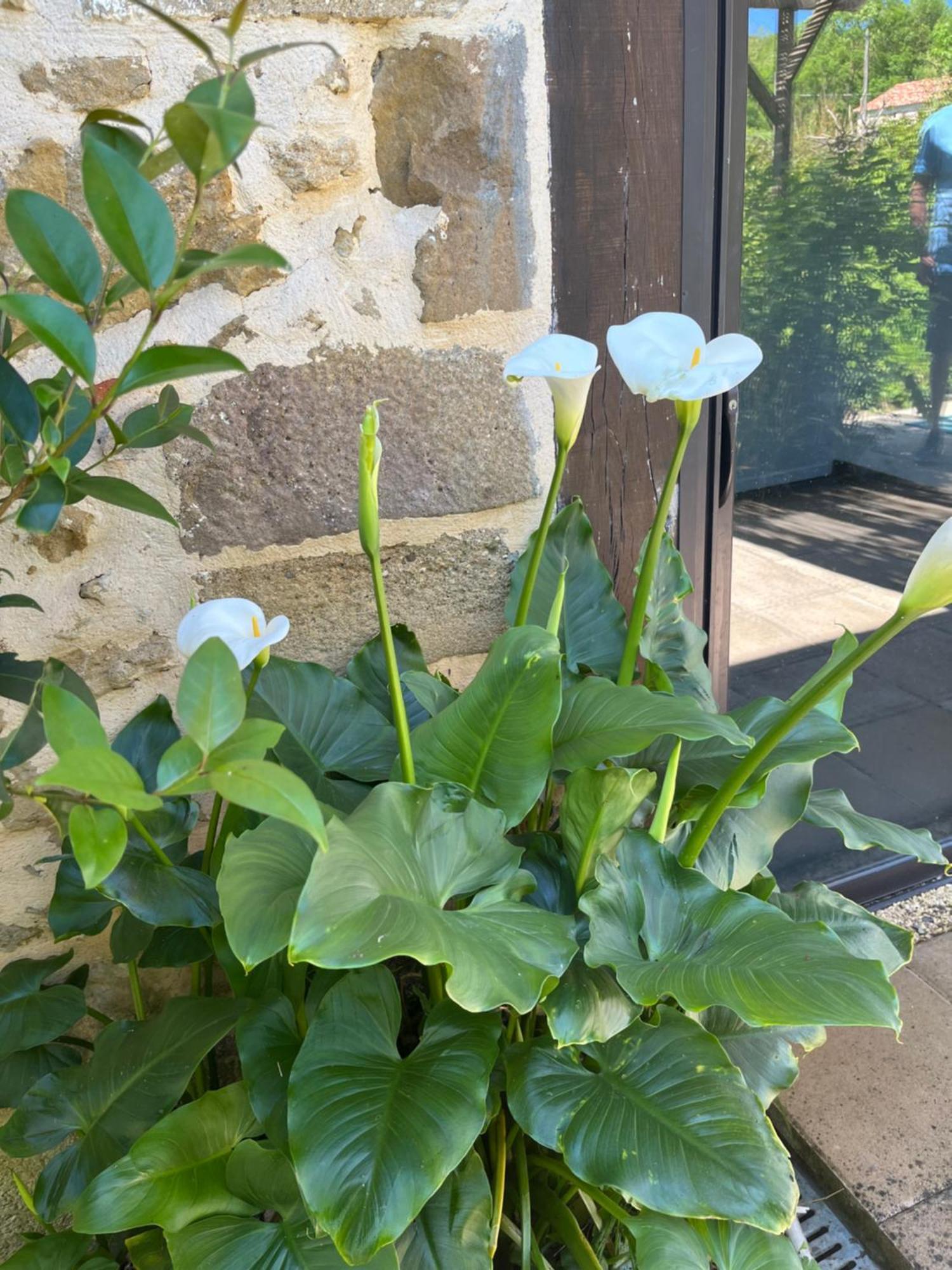 Gite 4, Domaine Logis Gascogne Saint-Justin  Dış mekan fotoğraf